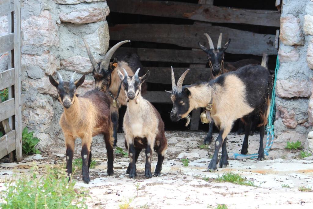 Neu-Schoetzerhof Meltina Εξωτερικό φωτογραφία